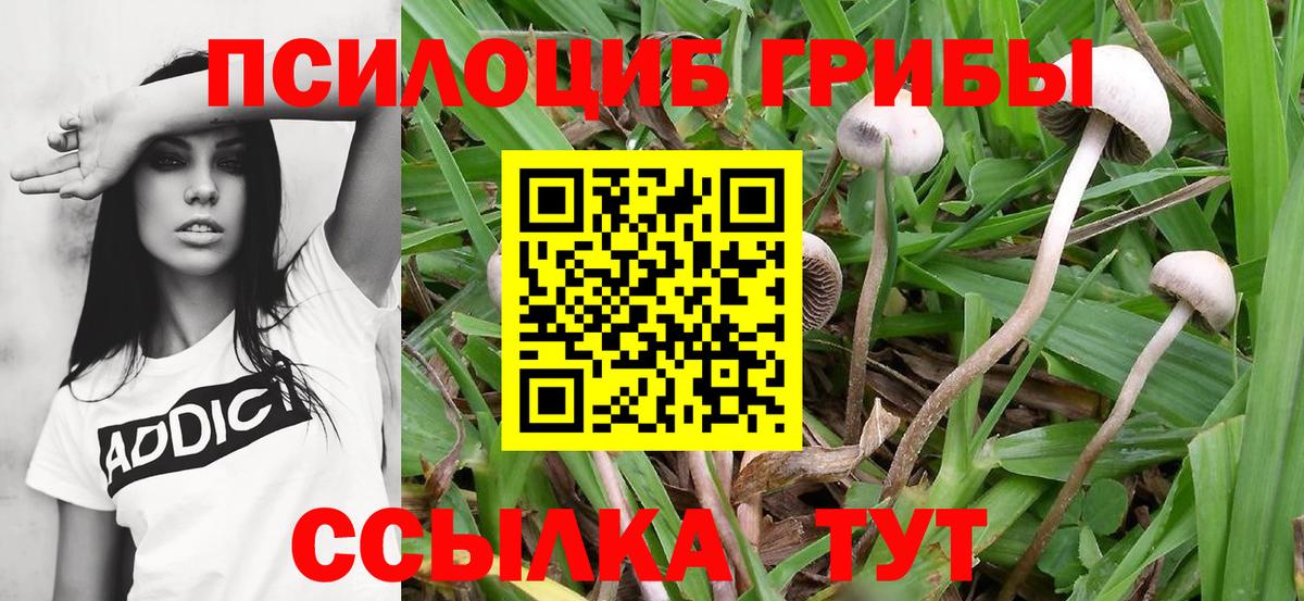Галлюциногенные грибы Psilocybe  Галлюциногенные грибы мухоморы  Мончегорск  Вход с VPN 